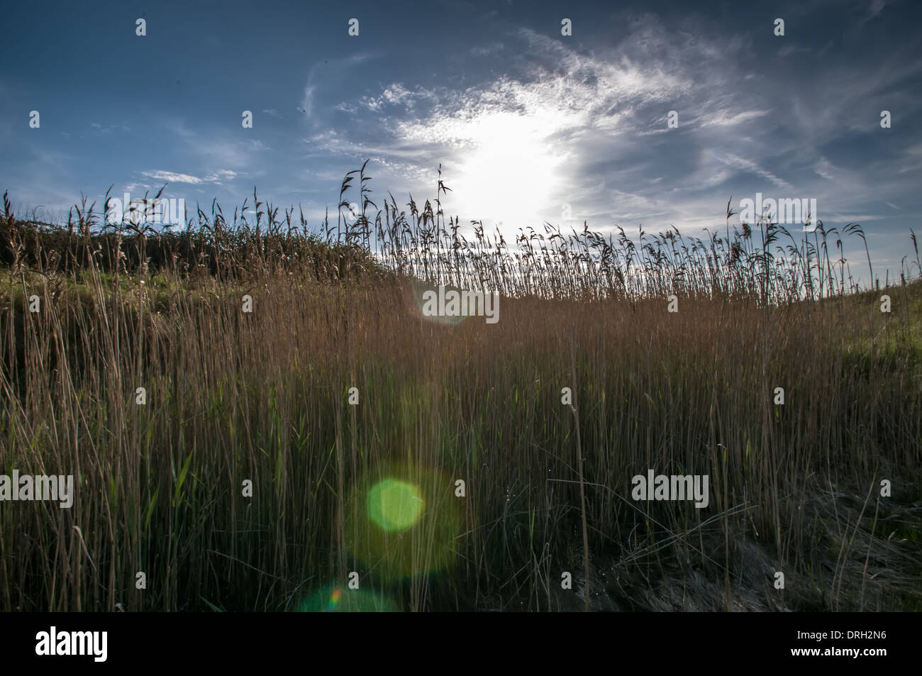 Lens Flare su erba a sette sorelle parco nazionale Foto Stock