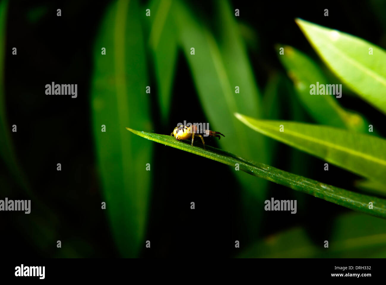 Synema Globosum spider su un oleandro Foto Stock