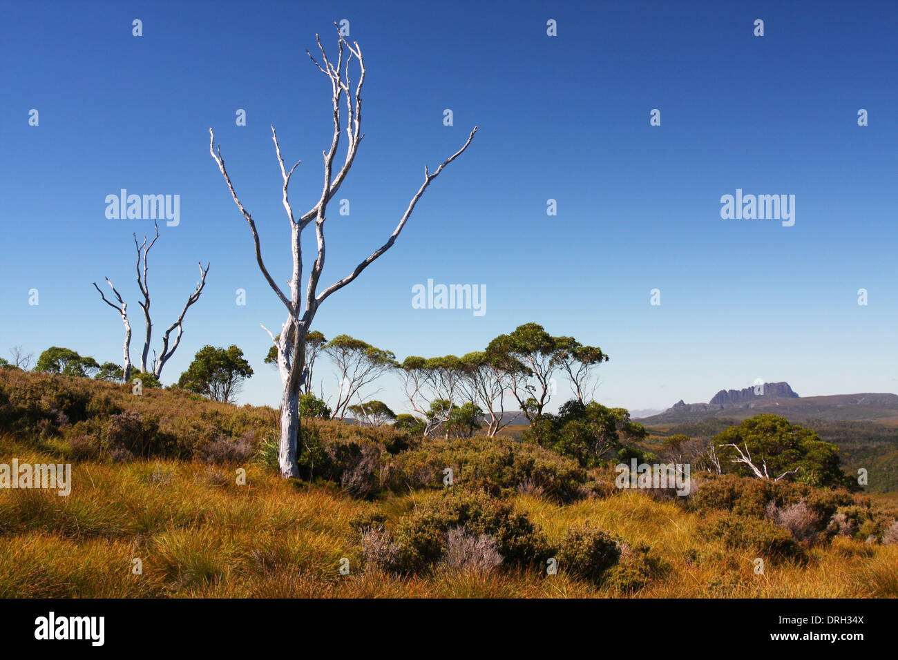 Paesaggio australiano in Tasmania Foto Stock