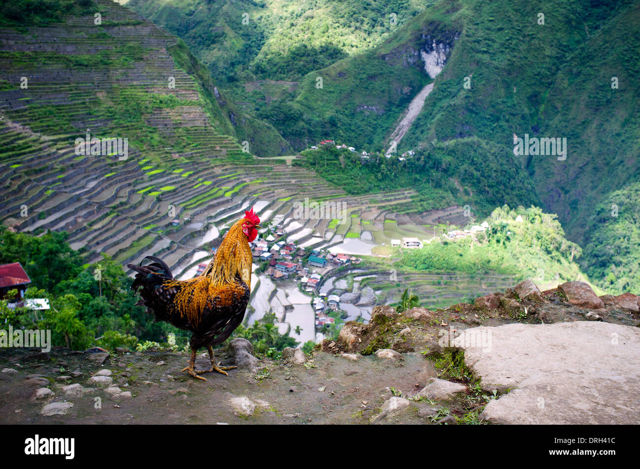 Gallo e di patrimonio mondiale terrazze di riso in Batad, northern Luzon, Infugao Provincia delle Filippine. Foto Stock