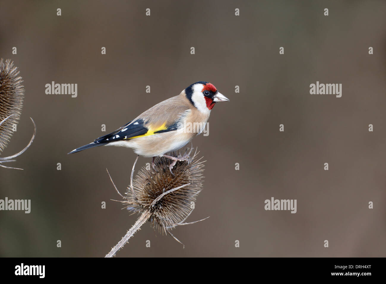 Cardellino, Carduelis carduelis, singolo uccello su teasel, Warwickshire, Gennaio 2014 Foto Stock