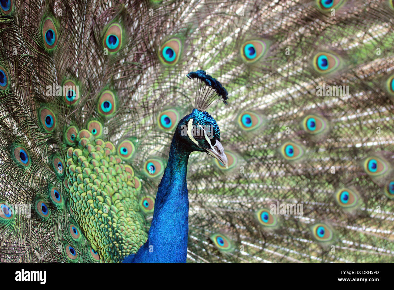 Close up di un pavone di testa e di coda della ventola. Foto Stock