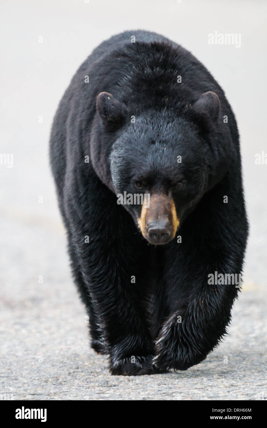 Wild Black Bear camminare per strada, il Parco Nazionale di Jasper Alberta Canada Foto Stock