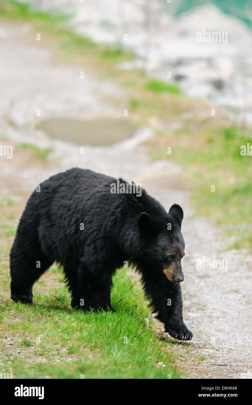 Wild Black Bear camminare per strada, il Parco Nazionale di Jasper Alberta Canada Foto Stock
