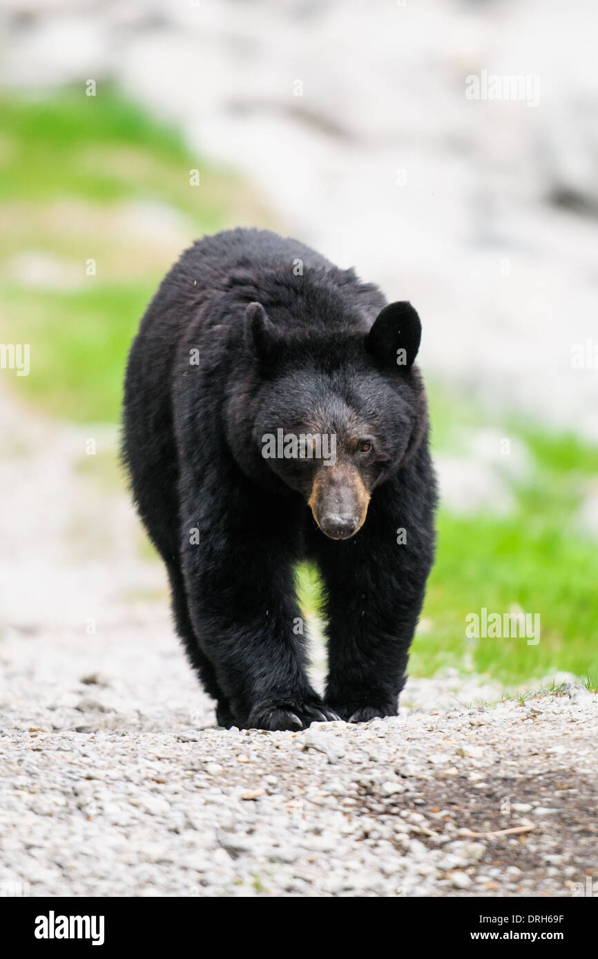 Wild Black Bear camminare per strada, il Parco Nazionale di Jasper Alberta Canada Foto Stock