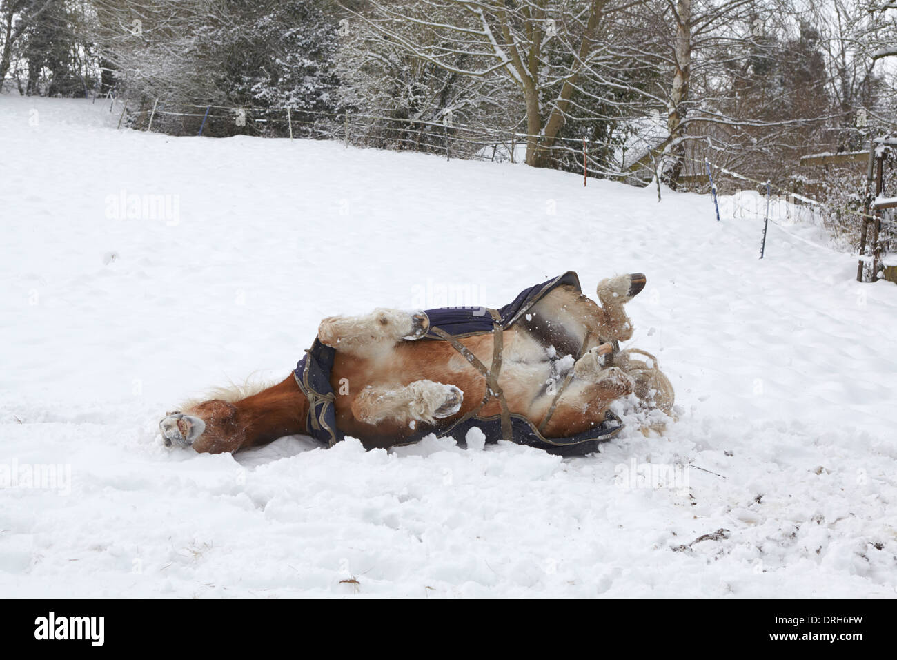 Haflinger pony rotolamento in neve Foto Stock
