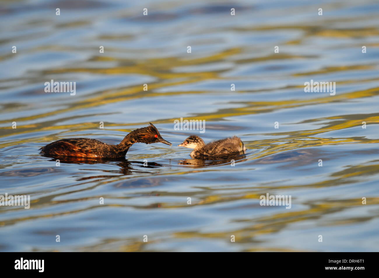Eared Grebe alimentazione dei giovani su un lago della prateria, Alberta Canada Foto Stock