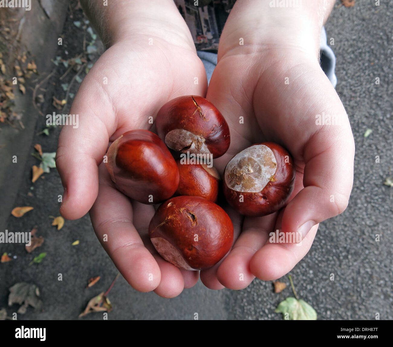 Childs Hands Holding conkers (Cavallo castagne), in settembre , autunno - autunno Foto Stock
