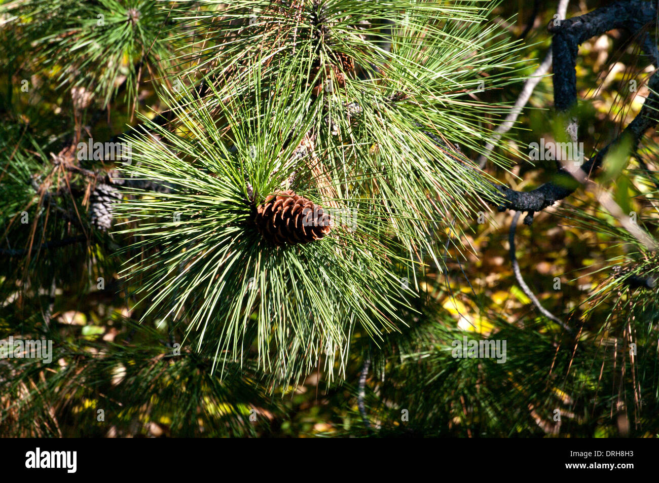 Jack Pigna in Kelowna Foto Stock