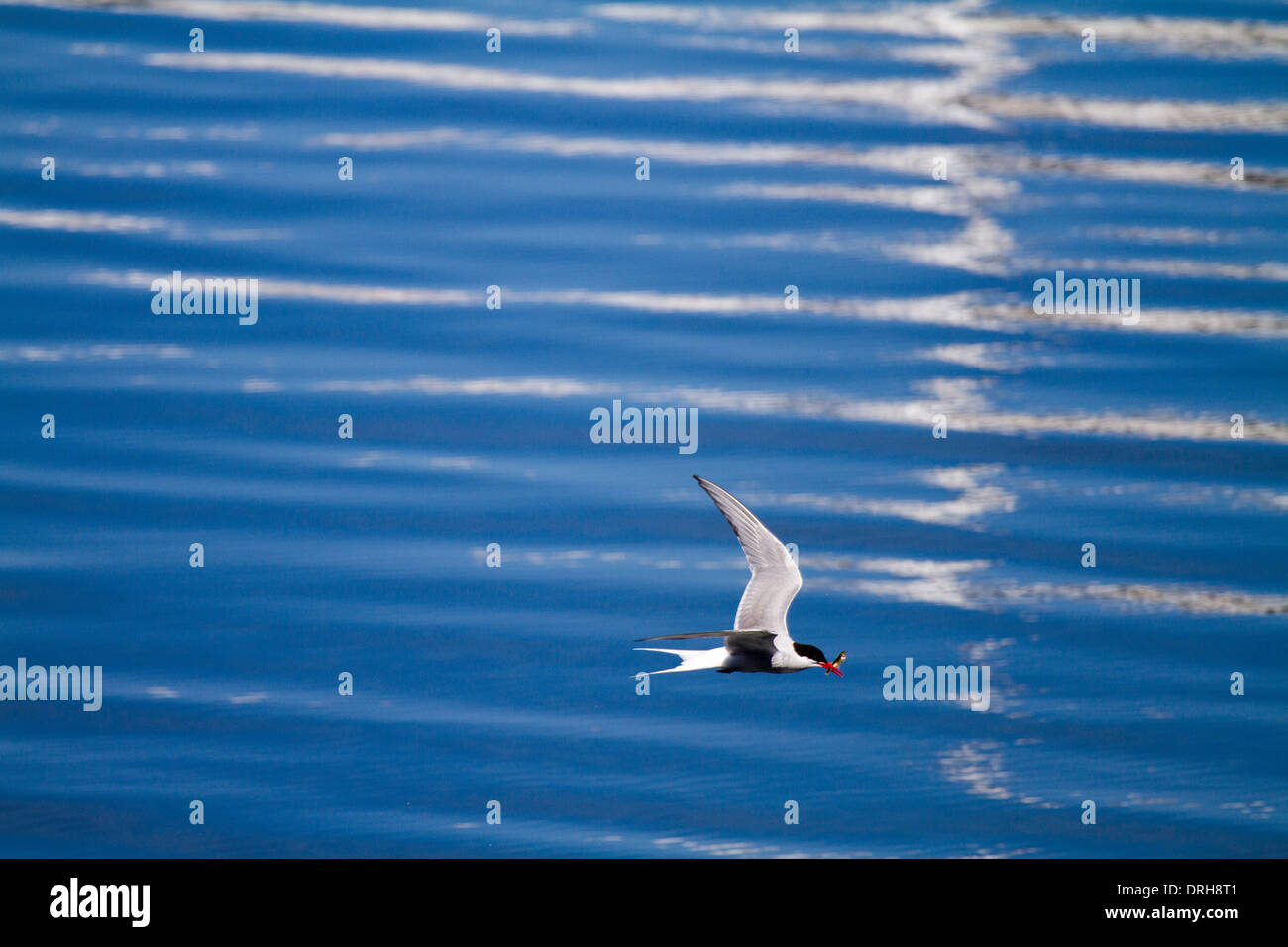 Arctic tern in volo con il pesce nel becco, in Grundarfjordur, Islanda Foto Stock
