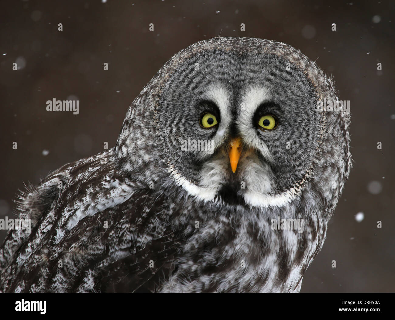 Grande Gufo grigio faccia Foto Stock