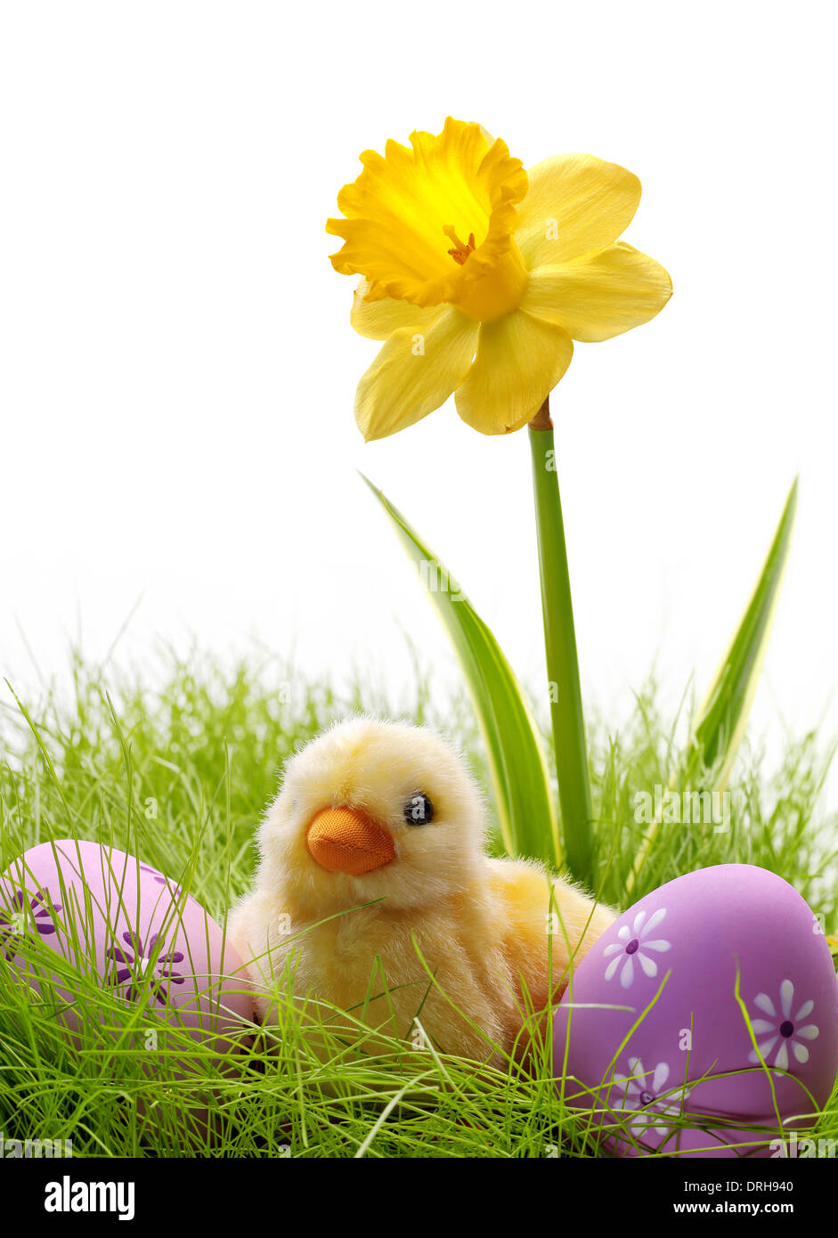Pasqua poco anatra e uova sul prato Foto Stock
