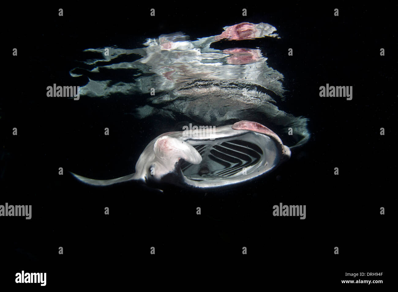 Mante sono attrazione famosa in tutto il mondo manta Kona immersione notturna. Foto Stock