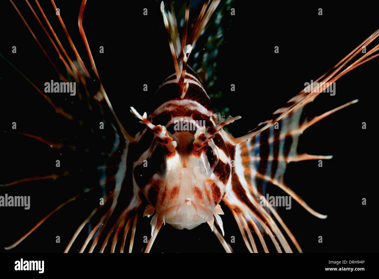 Un hawaiano turkeyfish endemiche (Pterois sphex) Foto Stock