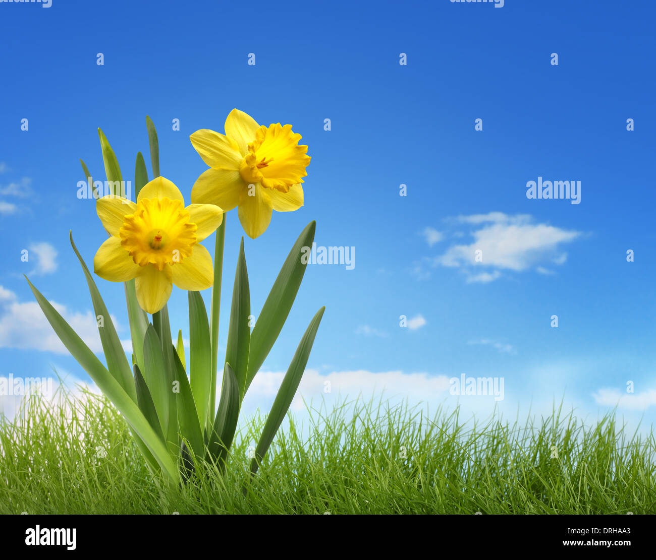 Giallo daffodil fiore nel campo Foto Stock