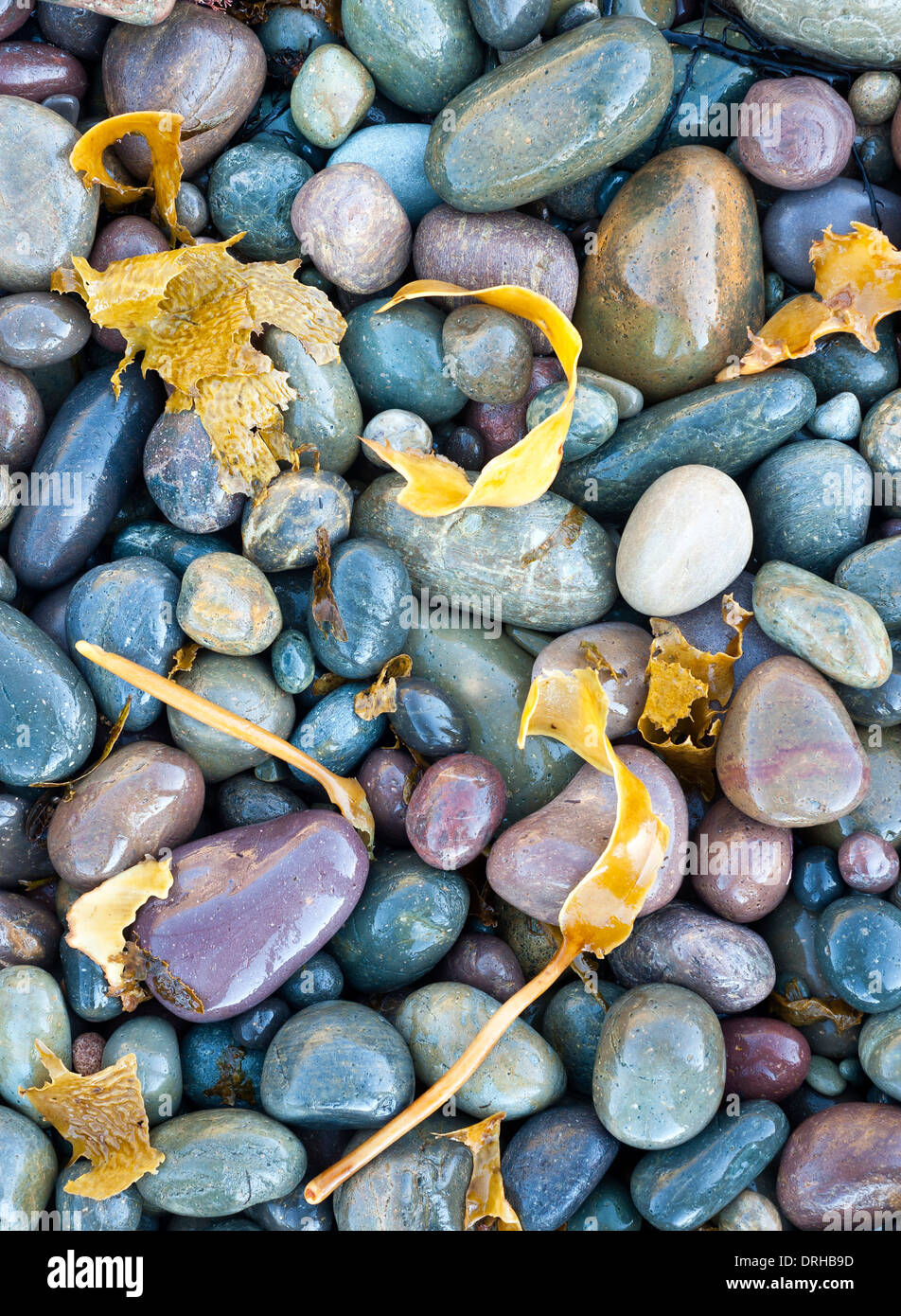 Shiny spiaggia di ghiaia e alghe a Murramarang National Park, New South Wales, Australia Foto Stock