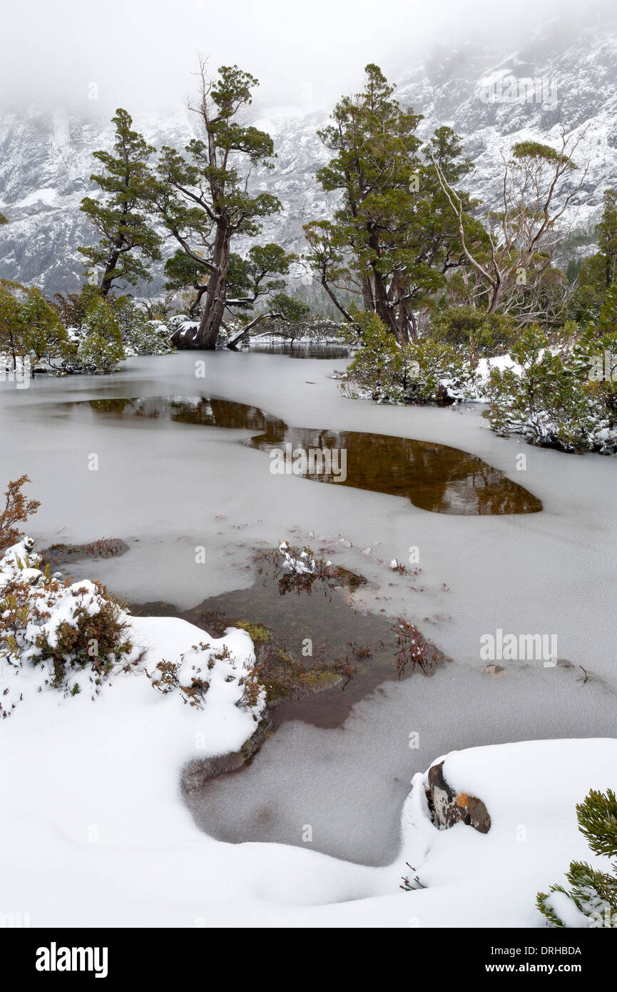 Un alpine tarn orlata da pini a matita in una doccia di neve a Cradle Mountain Lake St Clair National Park, la Tasmania, Australia. Foto Stock