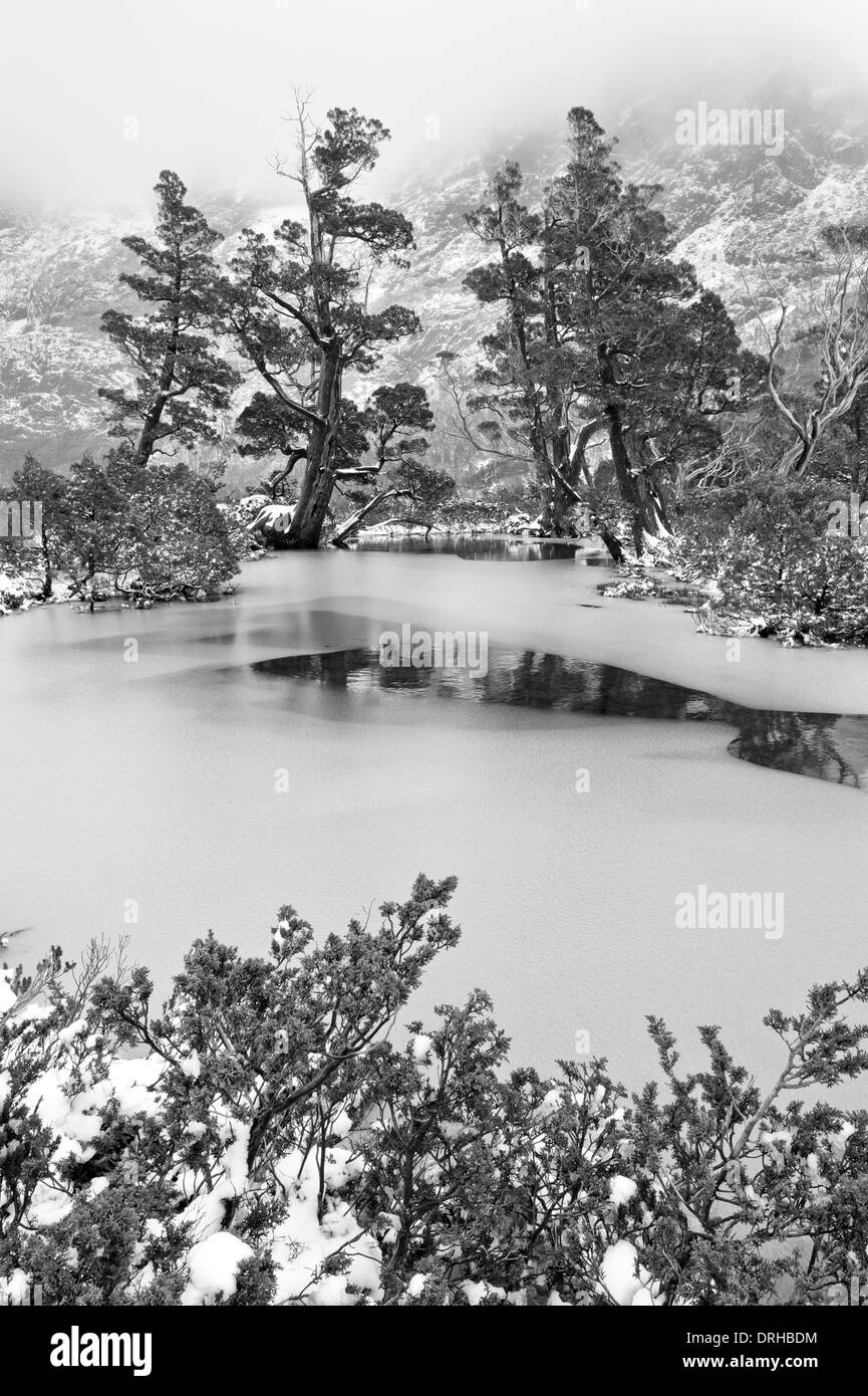 Un alpine tarn orlata da pini a matita in una doccia di neve a Cradle Mountain Lake St Clair National Park, la Tasmania, Australia. Foto Stock