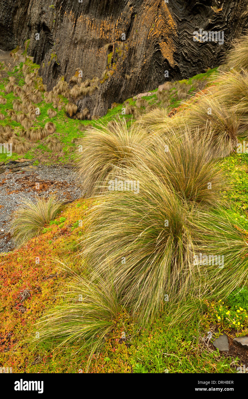 Tussocks e la scogliera di Capo Liptrap Parco costiero. Victoria, Australia. Foto Stock