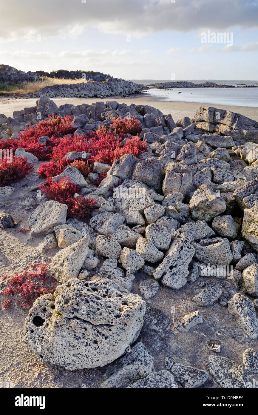 Le rocce vulcaniche sul litorale del Lago Corangamite, Victoria, Australia. Foto Stock