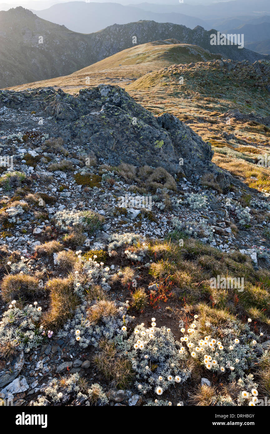Sulla gamma principale a Kosciuszko National Park, New South Wales, Australia. Foto Stock