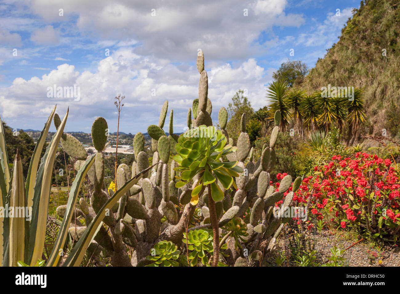 Cactus e piante grasse in Whangarei Quarry giardini. Foto Stock