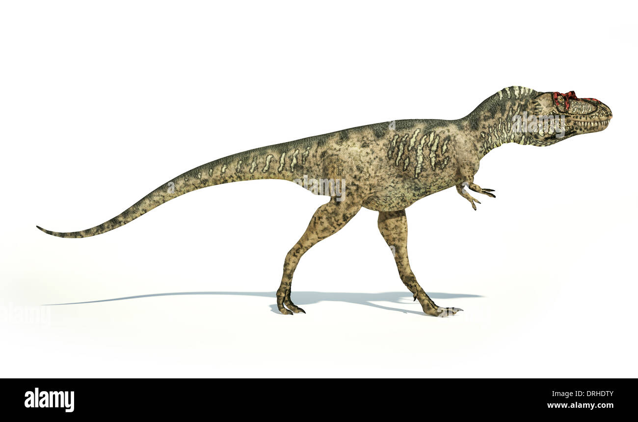 Dinosauro albertosaurus, foto-realistica e scientificamente corretta rappresentazione, vista laterale. Su sfondo bianco. Foto Stock