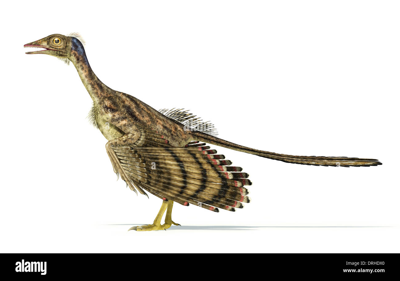 Foto-realistica e scientificamente corretta rappresentazione di un dinosauro Archaeopteryx. Foto Stock