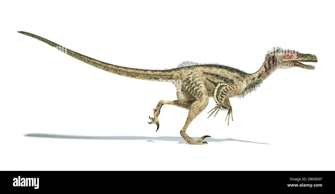 Velociraptor dinosauro, vista laterale, scientificamente corretta, con piume. Ombra sfumata su sfondo bianco. Percorso di clipping incluso Foto Stock