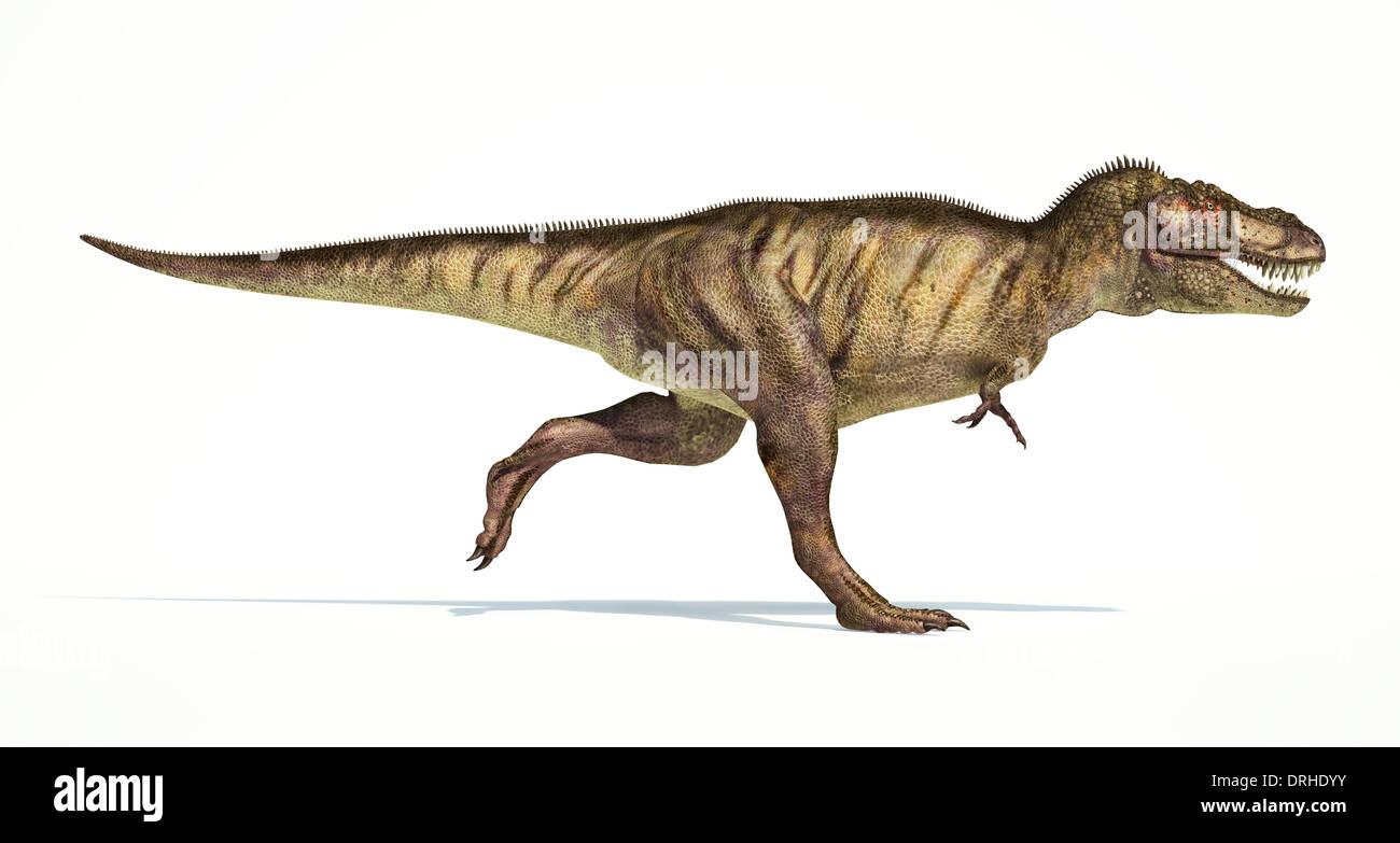 Tyrannosaurus Rex dinosauro, corpo pieno di foto-realistica rappresentazione, scientificamente corretta. Vista laterale, su sfondo bianco. Foto Stock