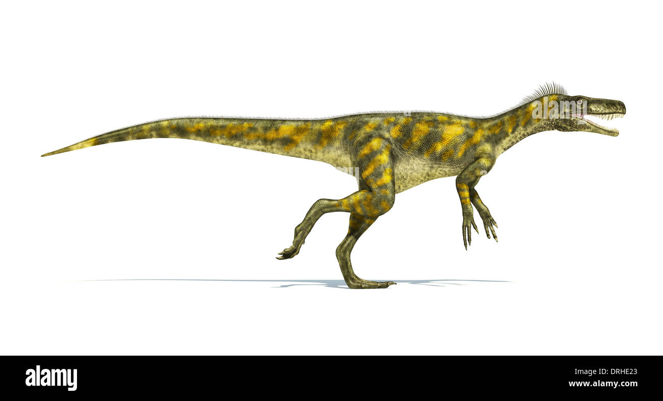 Herrerasaurus dinosauro, foto-realistica rappresentazione, scientificamente corretta. Vista laterale, con la bocca aperta. Su sfondo bianco. Foto Stock