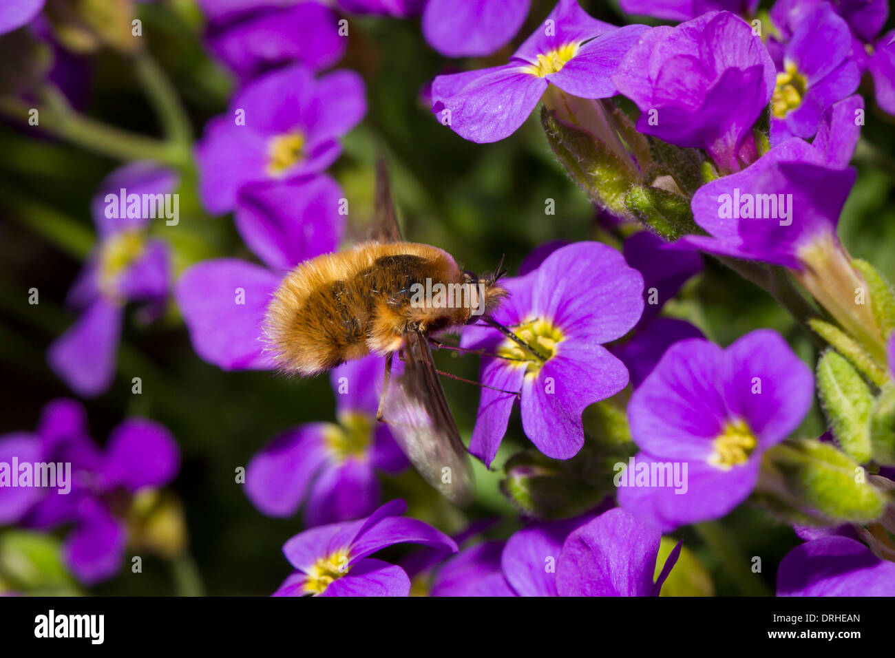 Bombylius major bee fly Grosser Wollschweber Foto Stock