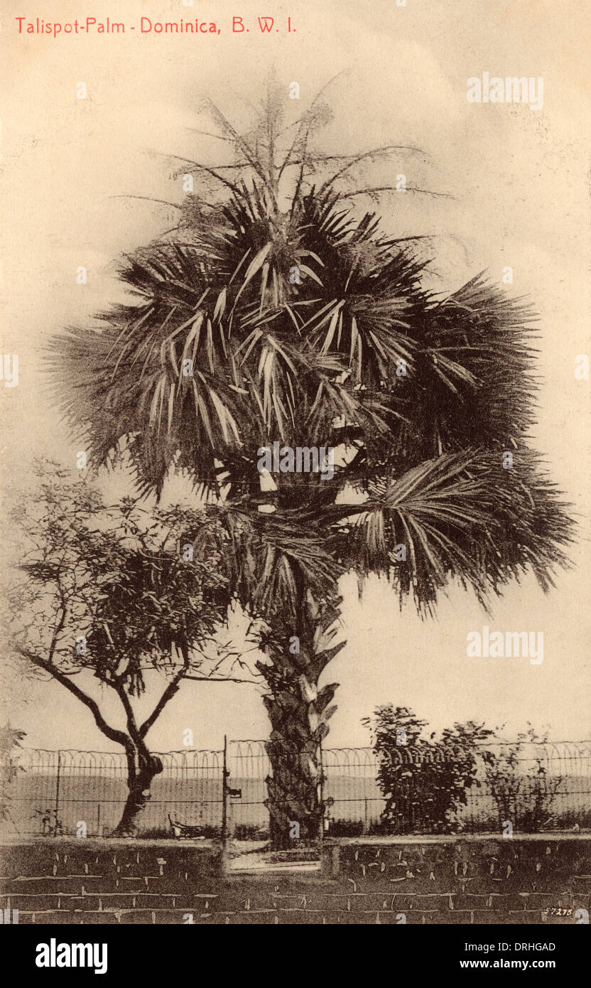 Dominica, West Indies - Palme Foto Stock