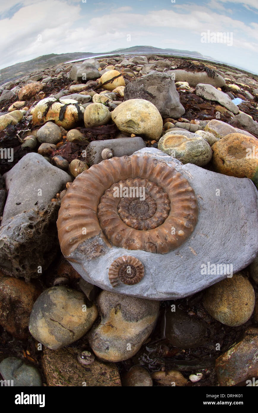 Un fossile ammonita su una spiaggia della Jurassic Coast a Lyme Regis,Dorset,visto con martello di geologia e di un collettore. Foto Stock