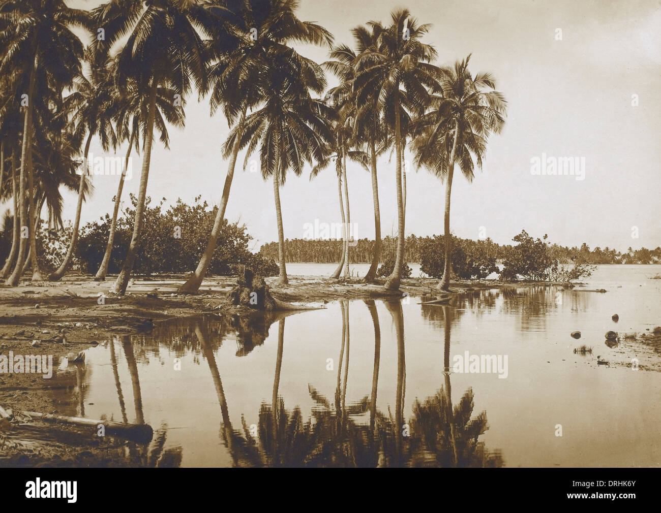 Scena costiere con palme, Tahiti Foto Stock