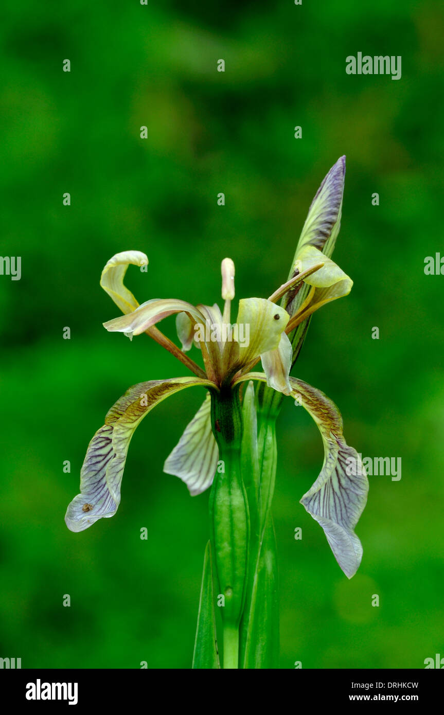Un puzzolente fiore iris REGNO UNITO Foto Stock
