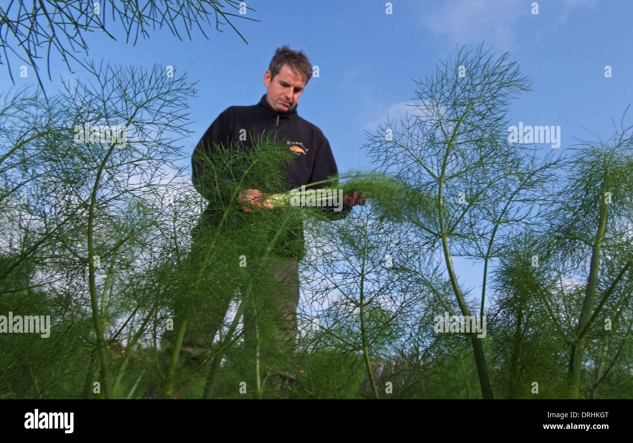 Cresce il finocchio a riverford Organic Farms, dartington, Devonshire, Regno Unito Foto Stock
