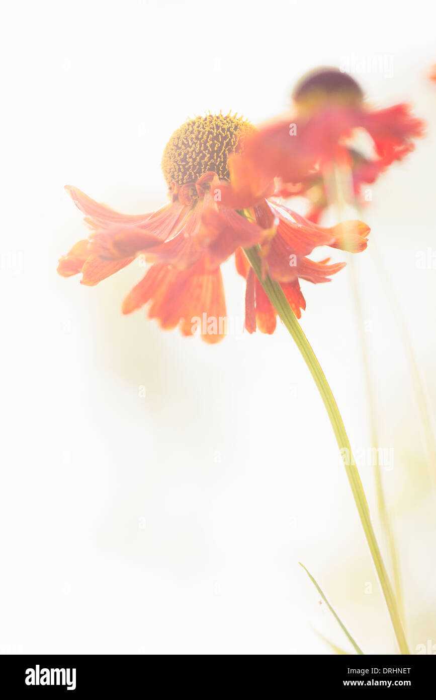 Tranquilla estate natura scena ravvicinata di un fiore rosso in presenza di luce solare Foto Stock