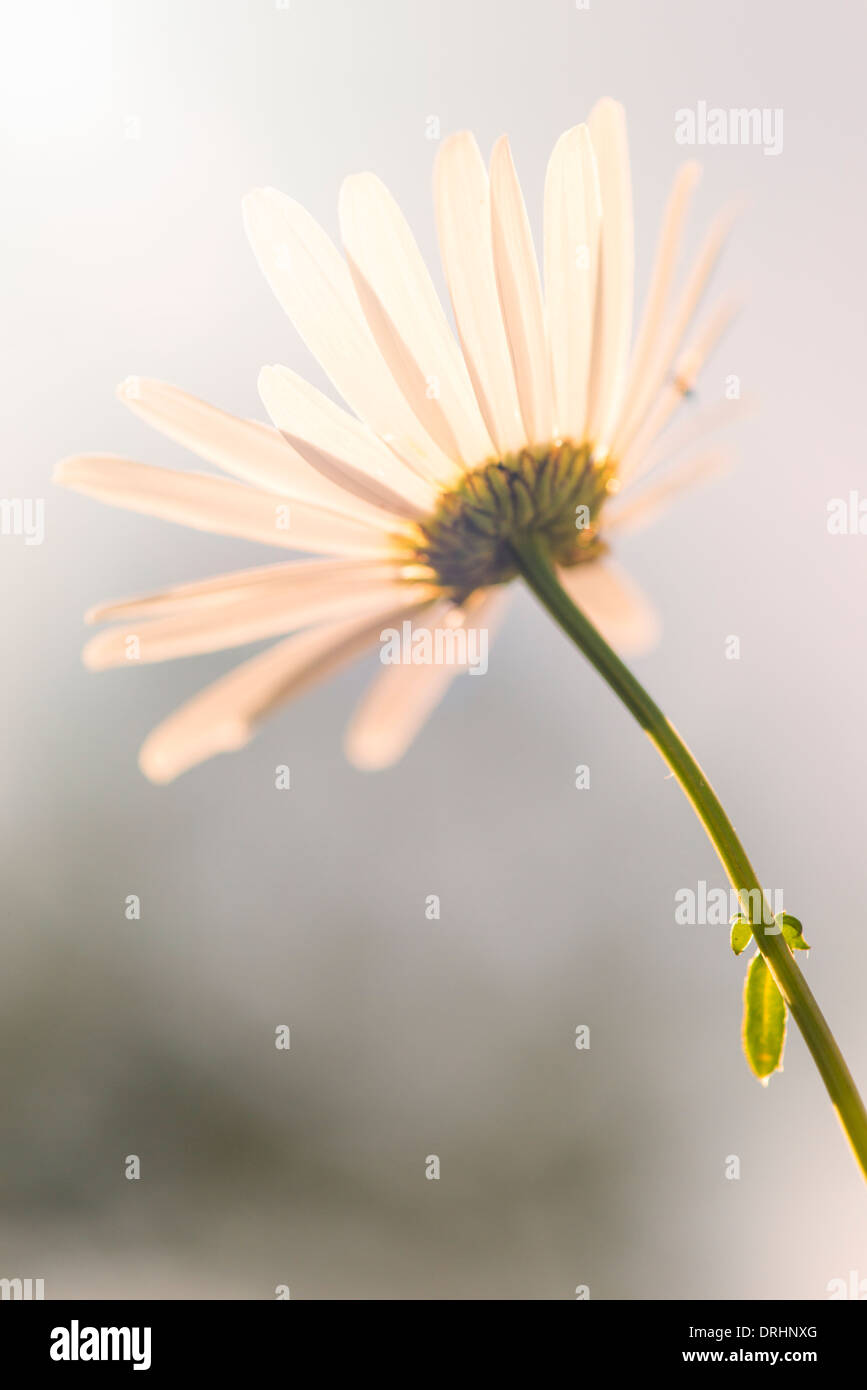 Angolo basso close up fiore bianco che cresce in giardino Foto Stock