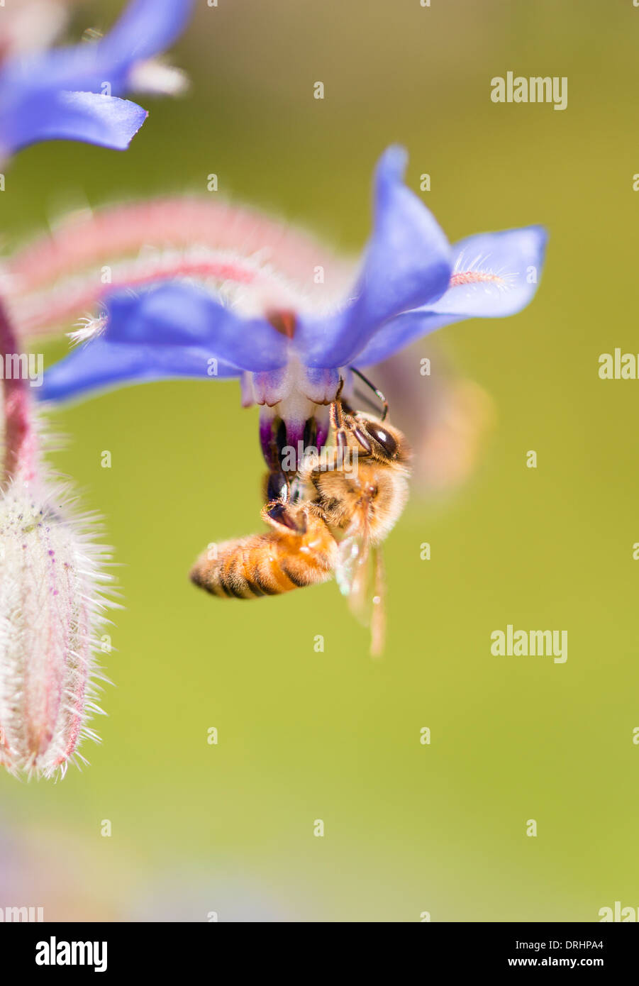 Macro shot di bee impollinatori (borragine borragine officinalis) fiore Foto Stock