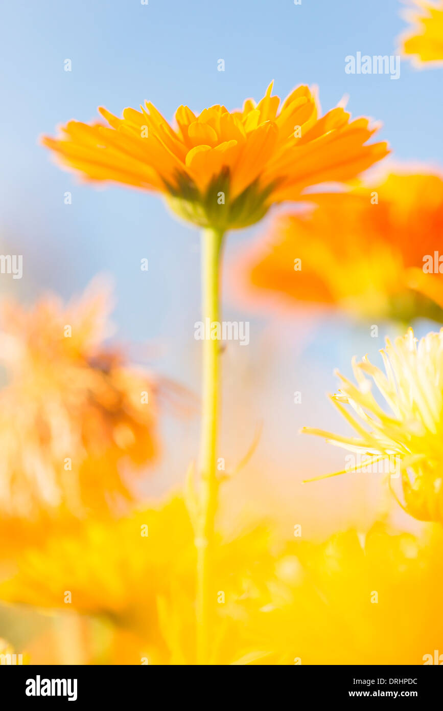 Angolo basso close up da arancione a giallo calendula fiori che crescono nel giardino Foto Stock