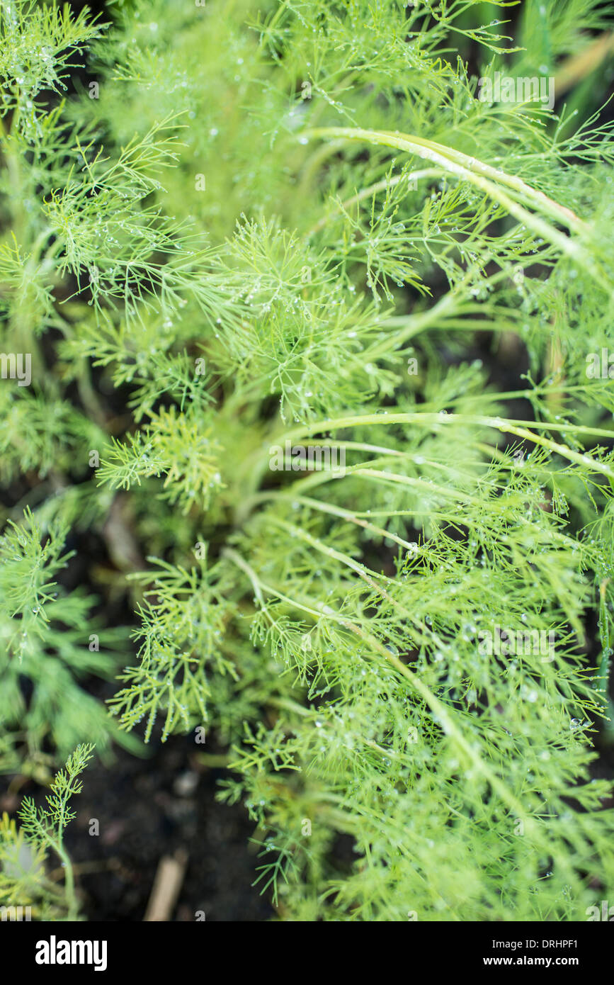 Chiudere fino ad alto angolo di visione del fresco aneto organico cresce in giardino vegetale Foto Stock