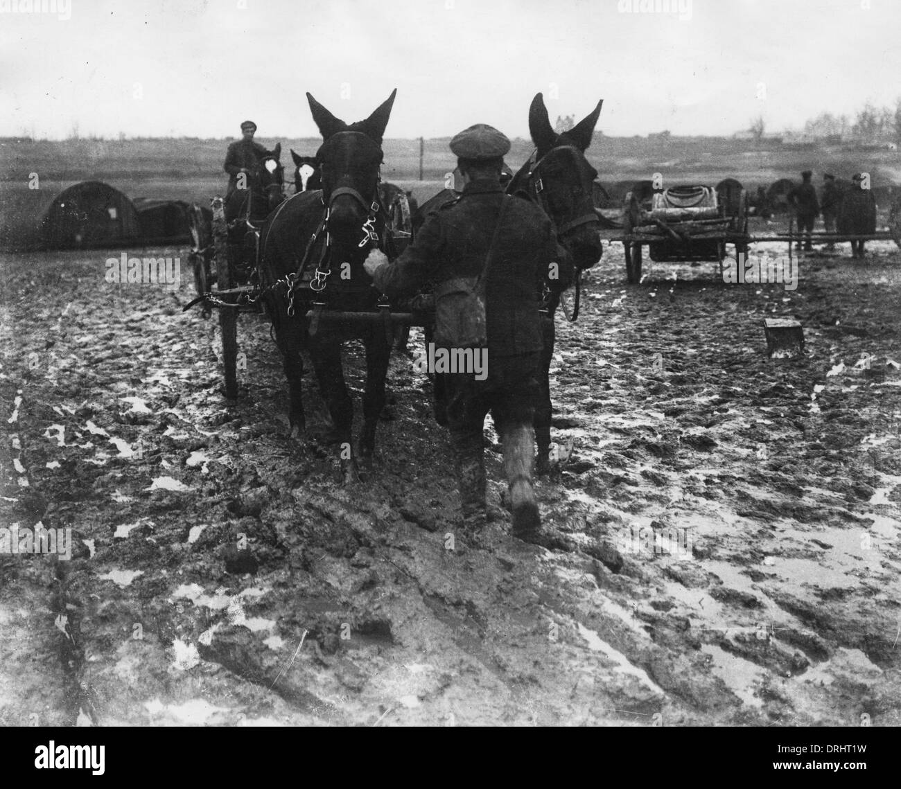 Mulo squadre in campo nei pressi di Arras, Francia, WW1 Foto Stock