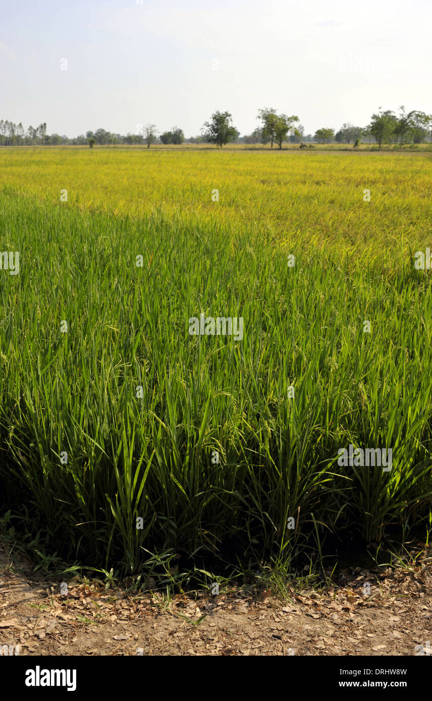 Cibo di graffa di asia il riso raccolto nei campi a Kamphaeng Phet nelle pianure centrali della Thailandia. Foto Stock