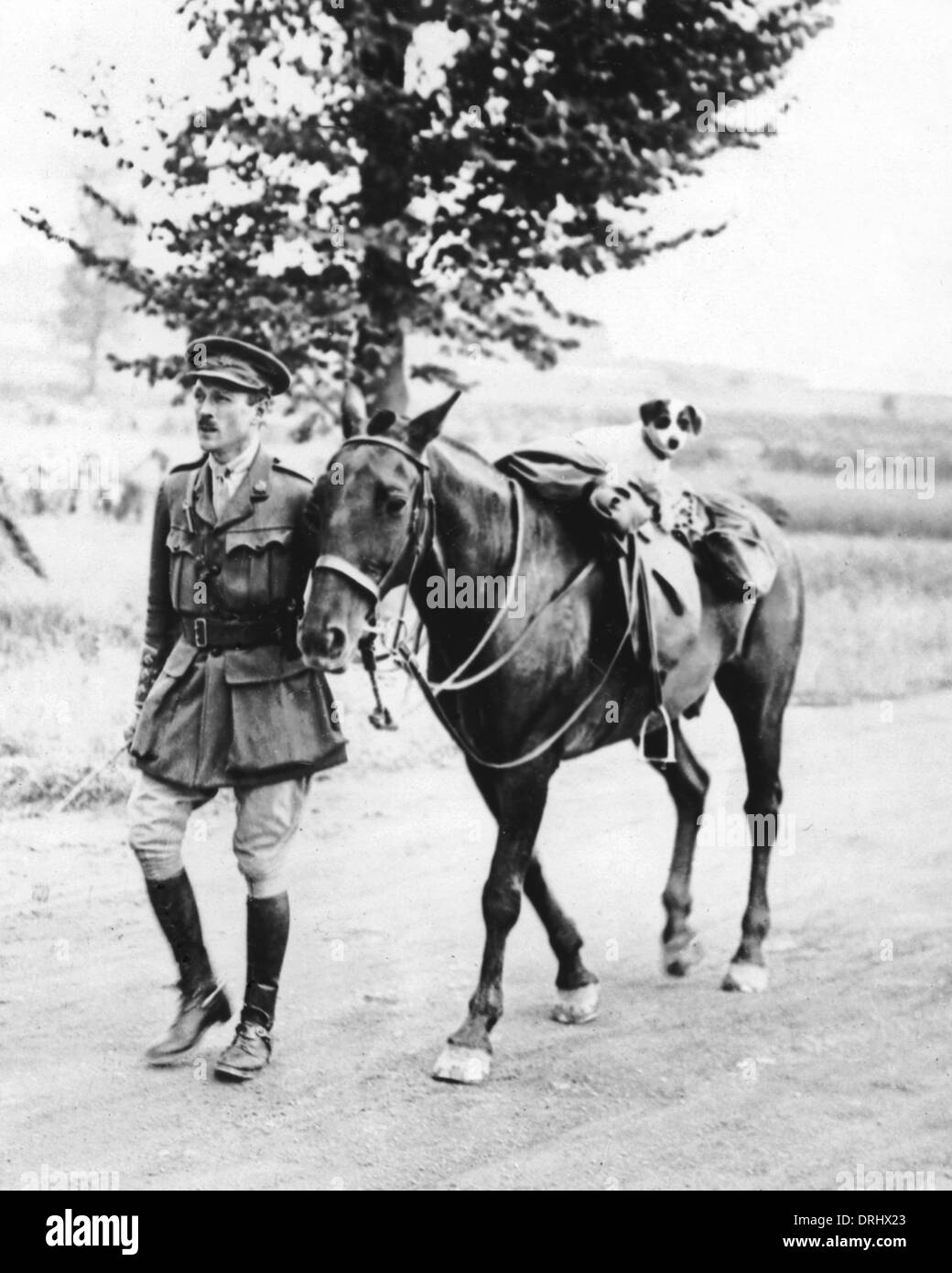 British officer con cavallo e cane mascotte, WW1 Foto Stock