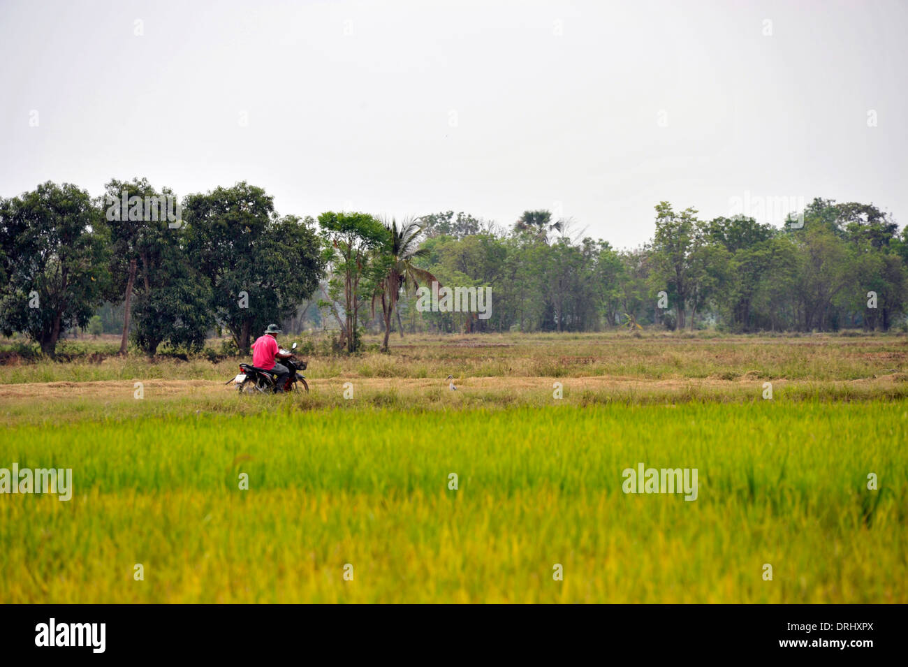 Cibo di graffa di asia il riso raccolto nei campi a Kamphaeng Phet nelle pianure centrali della Thailandia. Foto Stock
