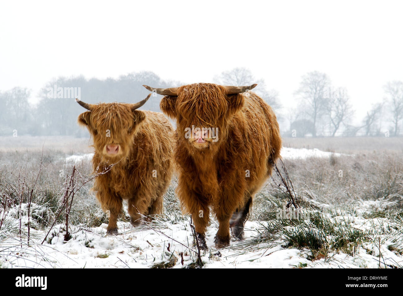 Due Highland mucche nella neve Foto Stock
