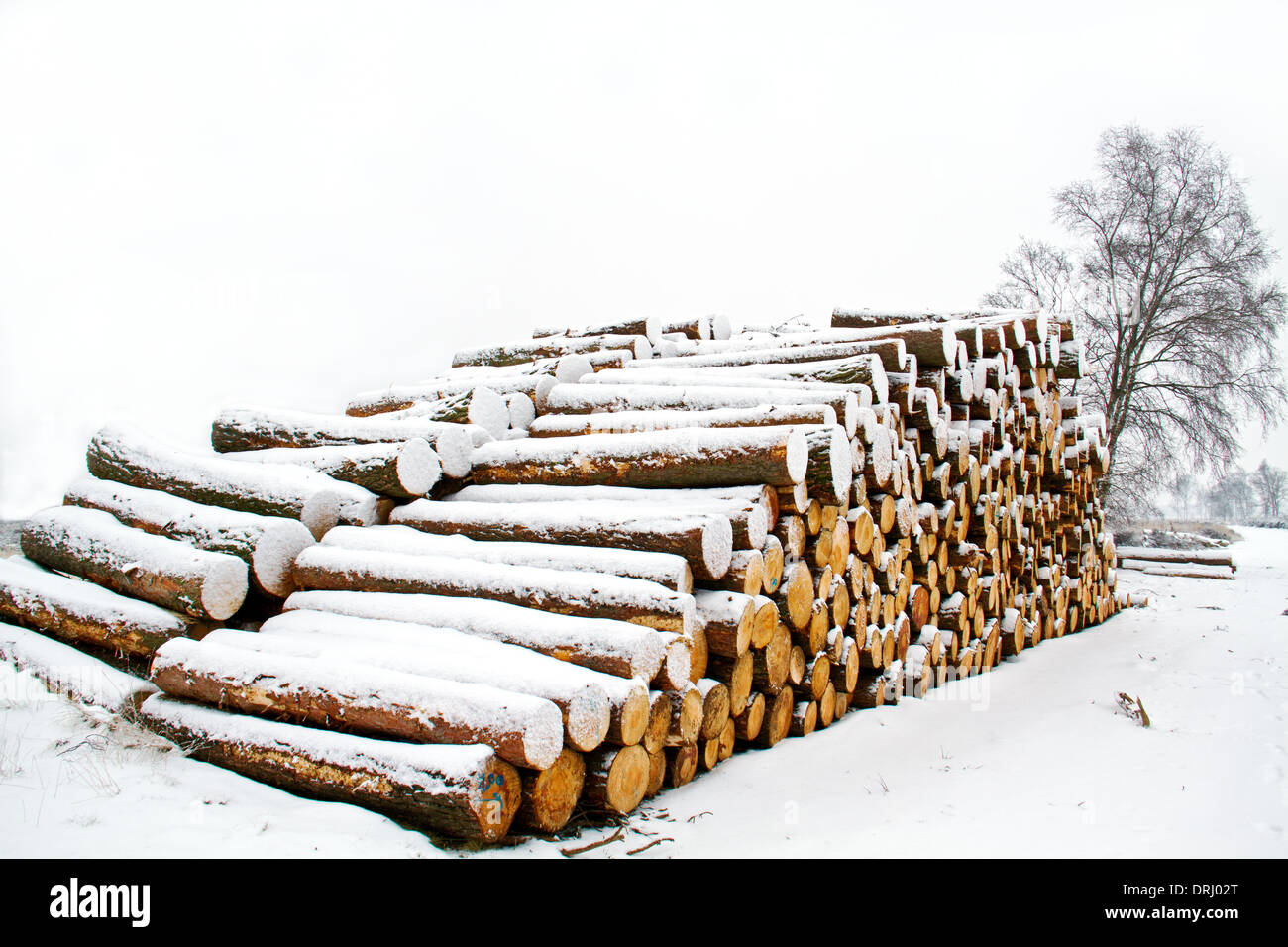 Pila degli steli degli alberi nella neve Foto Stock