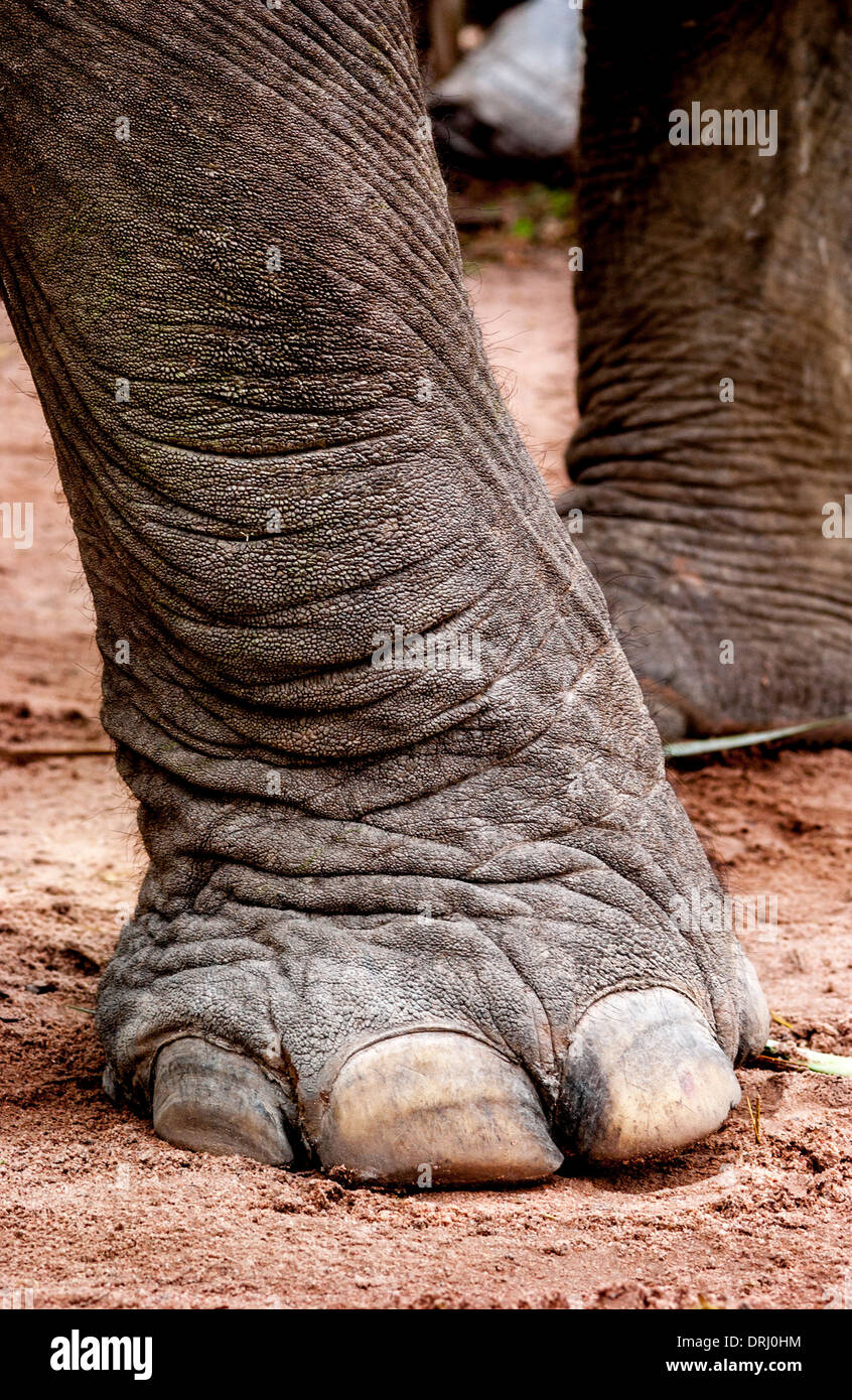 Piede dell'elefante Foto Stock