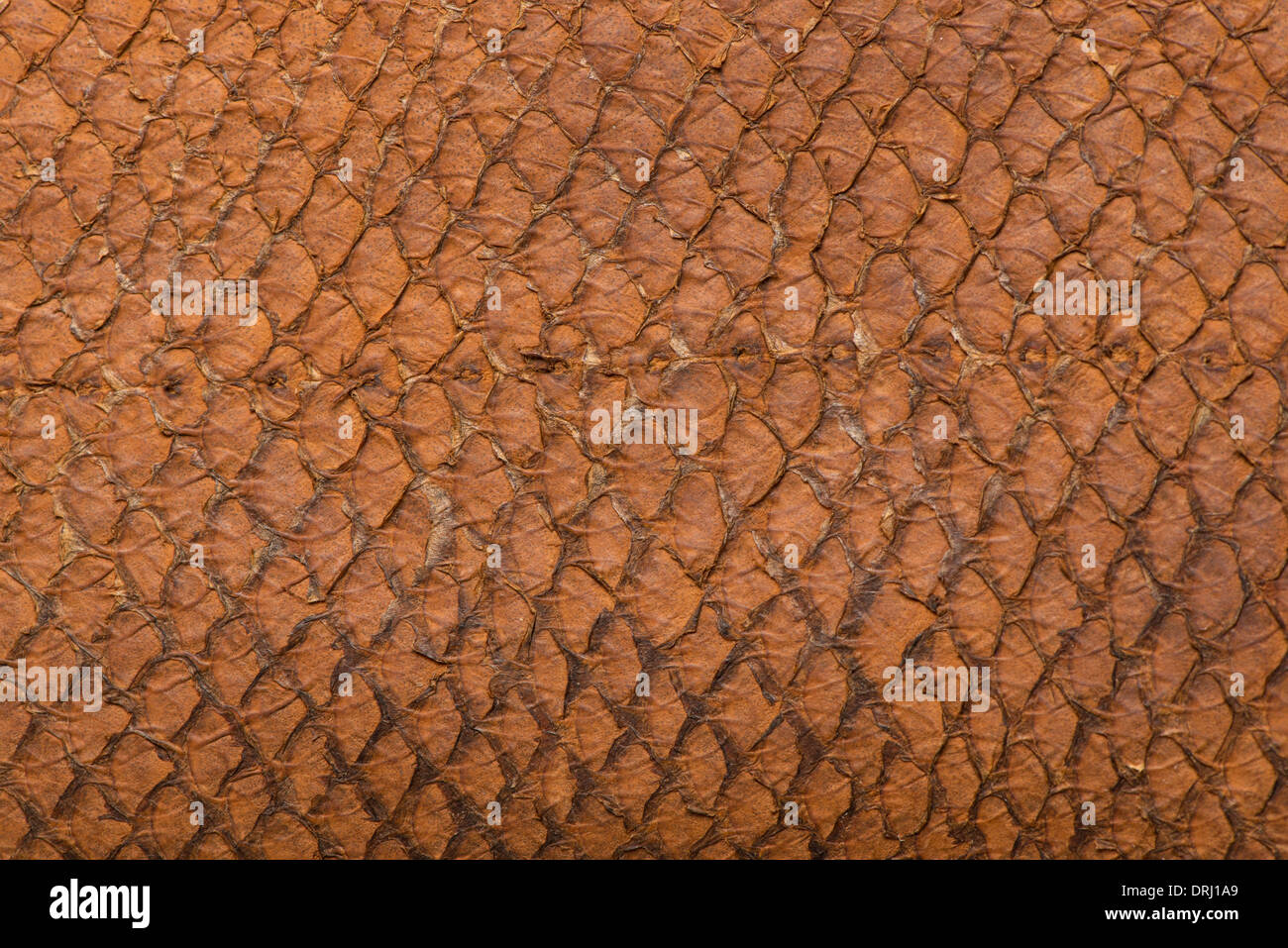 Macro dettaglio di colore marrone in pelle di serpente Foto Stock